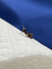 Melanoplus punctulatus