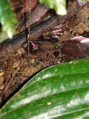 Atelopus flavescens