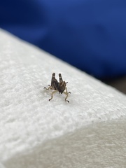 Melanoplus punctulatus