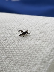 Melanoplus punctulatus