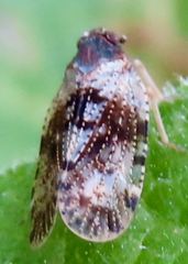 Tachycixius