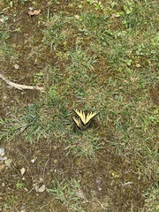 Papilio appalachiensis