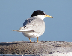Sternula antillarum athalassos