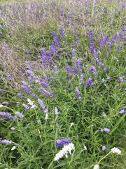 Salvia farinacea