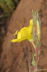 Oenothera odorata