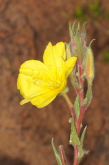 Oenothera odorata