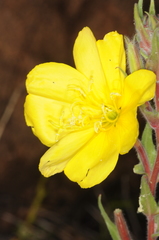 Oenothera odorata