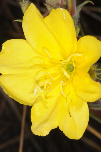 Image of Oenothera odorata by (c) aacocucci, some rights reserved (CC BY)