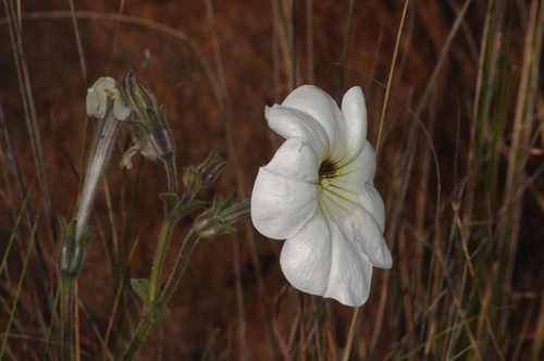 Petunia axillaris