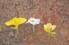 Oenothera odorata