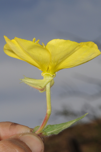 Image of Oenothera odorata by (c) aacocucci, some rights reserved (CC BY)