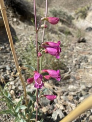 Penstemon floridus