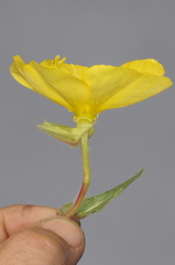 Oenothera odorata