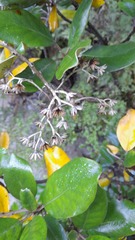 Brachyglottis buchananii