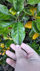 Brachyglottis buchananii