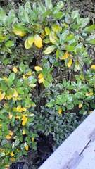 Brachyglottis buchananii