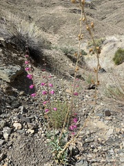 Penstemon floridus