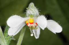 Blumenbachia insignis