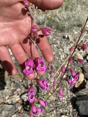 Penstemon floridus
