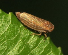 Agallia quadripunctata