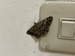 Racotis boarmiaria