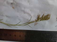 Eragrostis dielsii