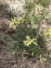 Astragalus praelongus