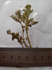 Centipeda pleiocephala