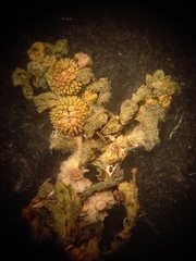 Centipeda pleiocephala