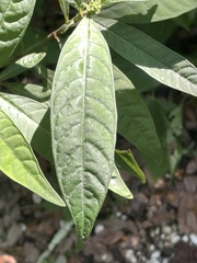 Psychotria tenuifolia