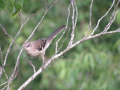 Mimus polyglottos image