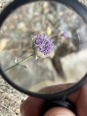 Monardella linoides sierrae