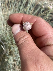 Monardella linoides sierrae