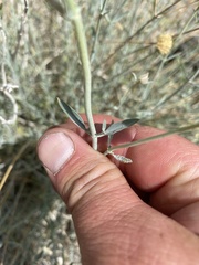 Monardella linoides sierrae