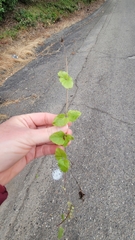 Clinopodium douglasii