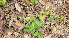 Clinopodium douglasii