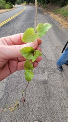 Clinopodium douglasii