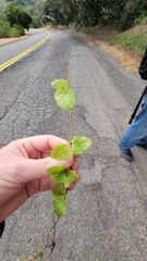 Clinopodium douglasii