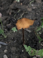 Marasmius sullivantii