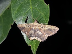 Ruttellerona pseudocessaria