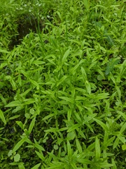Veronica scutellata