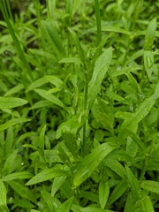 Veronica scutellata