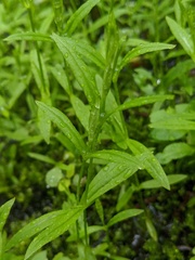 Veronica scutellata