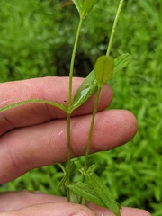 Veronica scutellata