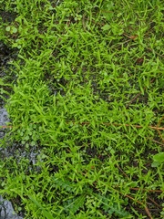Veronica scutellata