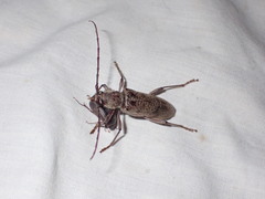 Brothylus gemmulatus