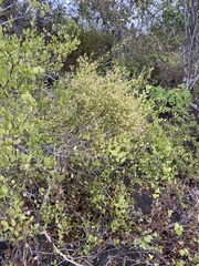 Cryptocarpus pyriformis