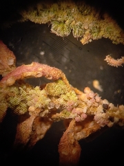 Dysphania glomulifera