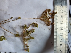 Dysphania glomulifera