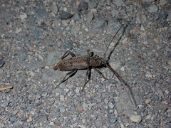 Brothylus gemmulatus